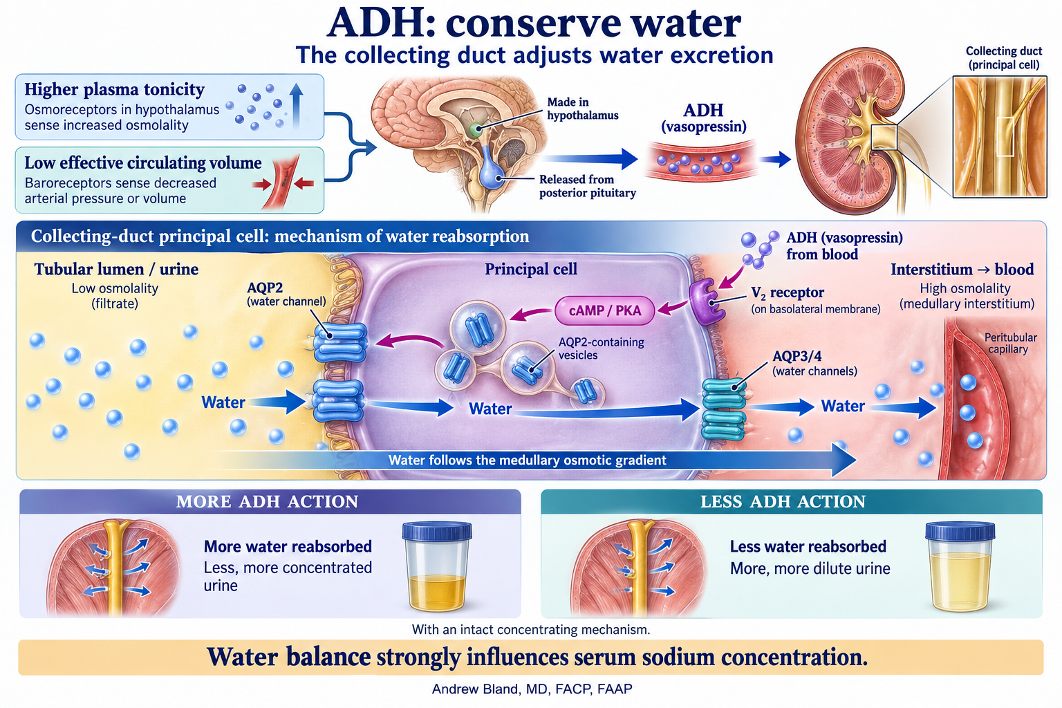 ADH: How the Kidney Conserves Water visual summary