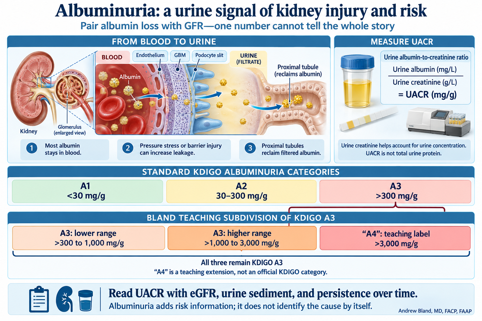 Albuminuria and Bland’s teaching subdivisions of A3