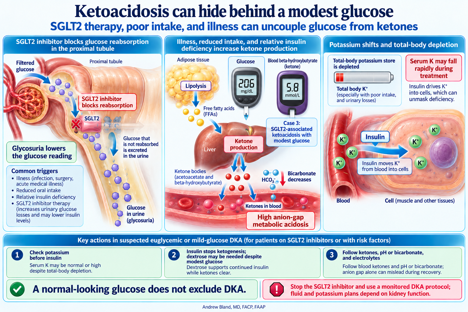 SGLT2 inhibition causes glycosuria while illness, poor intake and relative insulin deficiency can drive adipose lipolysis and liver ketone production. Case 3 glucose is 206 mg/dL and beta-hydroxybutyrate 5.8 mmol/L. Insulin moves potassium into cells, so potassium must be assessed before treatment and throughout recovery.