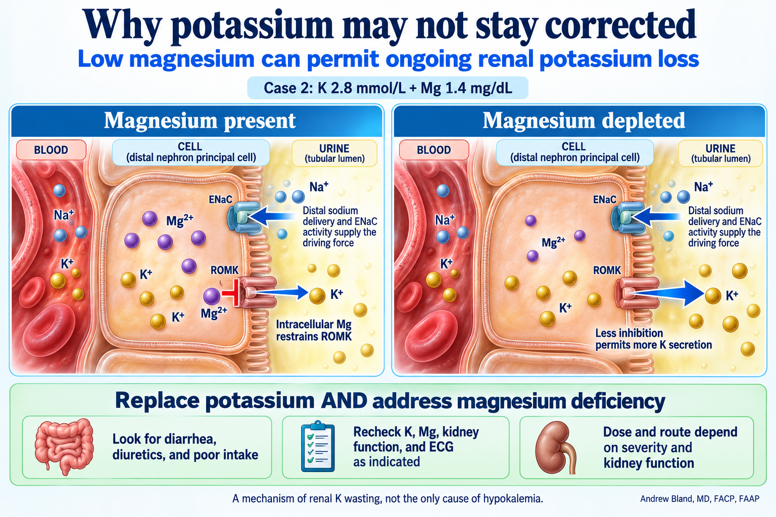 Intracellular magnesium normally restrains ROMK potassium secretion into urine. Magnesium depletion reduces that inhibition, allowing more potassium loss when distal sodium delivery and ENaC activity provide the driving force. Case 2 has potassium 2.8 and magnesium 1.4.