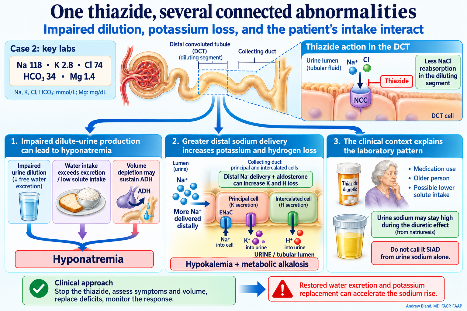 Thiazide inhibition of distal-convoluted-tubule NCC impairs urinary dilution. Water intake, low solute intake and volume-driven ADH can combine to lower sodium. Distal sodium delivery and aldosterone can increase potassium and hydrogen secretion, connecting hypokalemia and metabolic alkalosis.