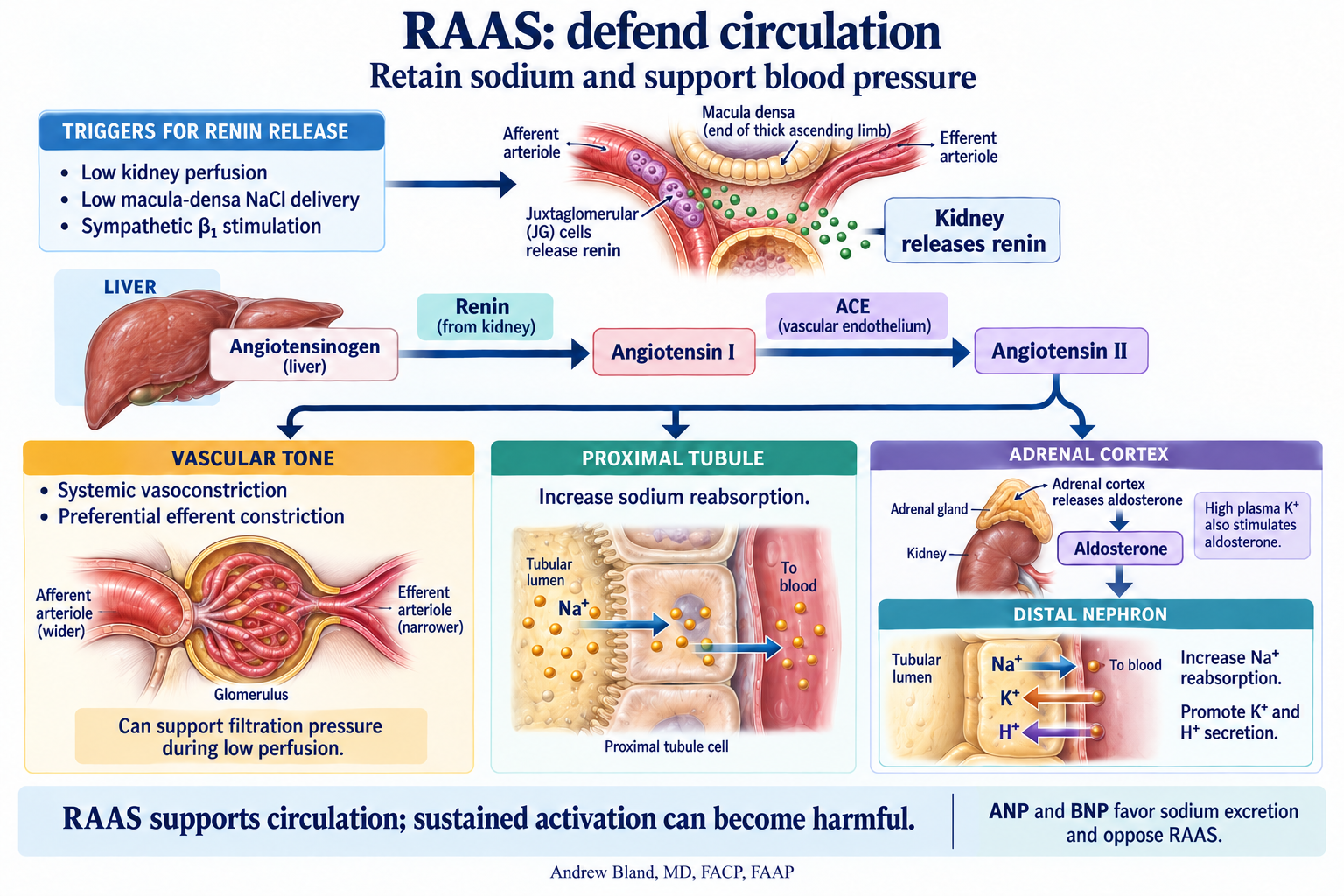 Renin is released by juxtaglomerular cells in the afferent arteriolar wall. A liver-to-angiotensin pathway leads to angiotensin II, with arrows to vascular and proximal-tubule effects and to adrenal aldosterone. A distal-nephron panel shows sodium reabsorption with potassium and hydrogen-ion secretion.