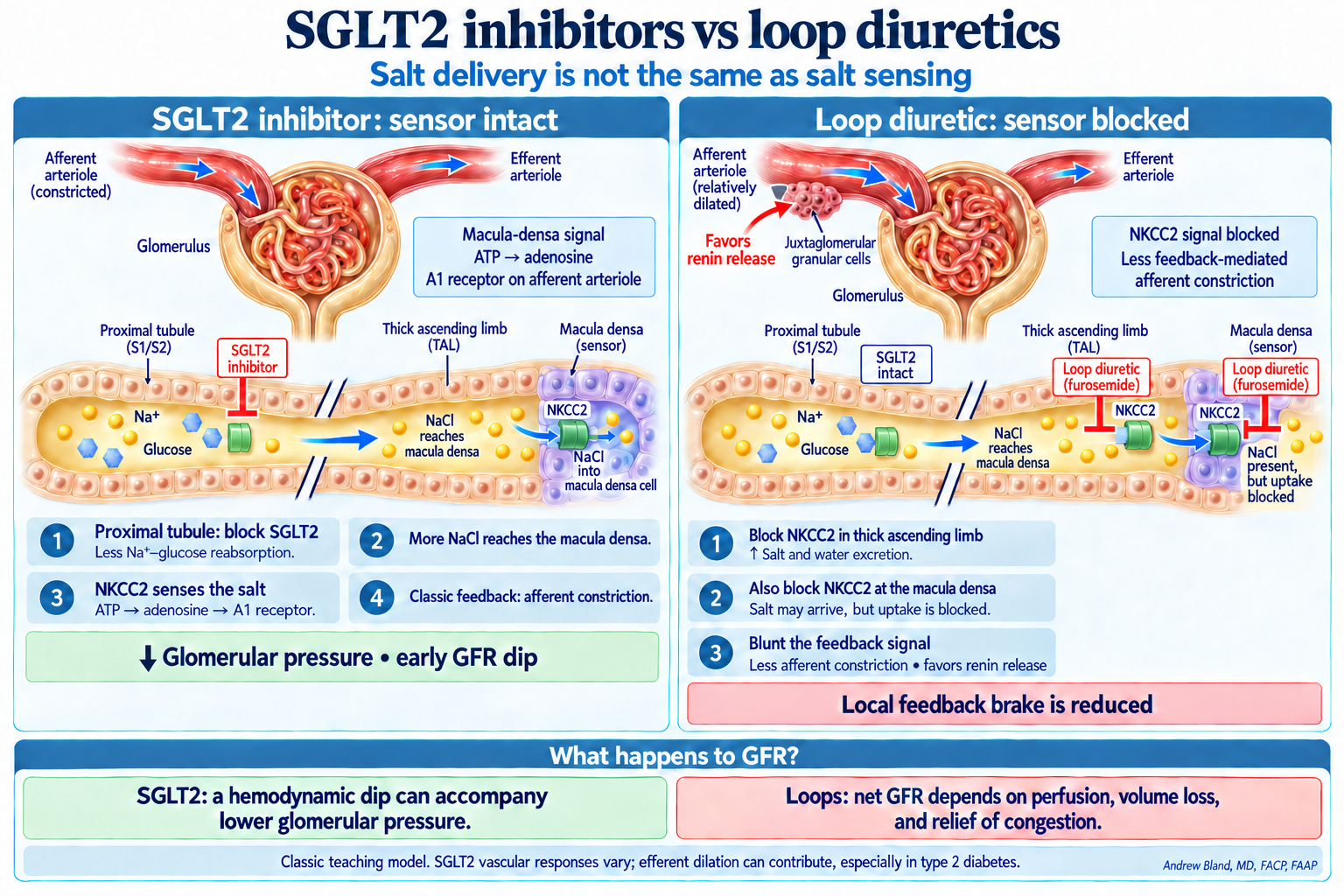 SGLT2 and loop diuretic effects on macula-densa sensing and GFR