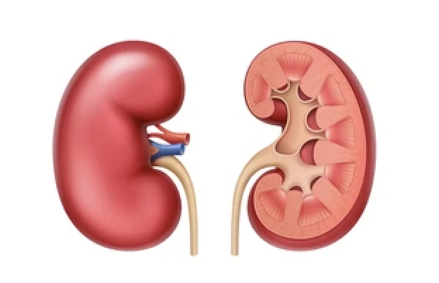 Kidney