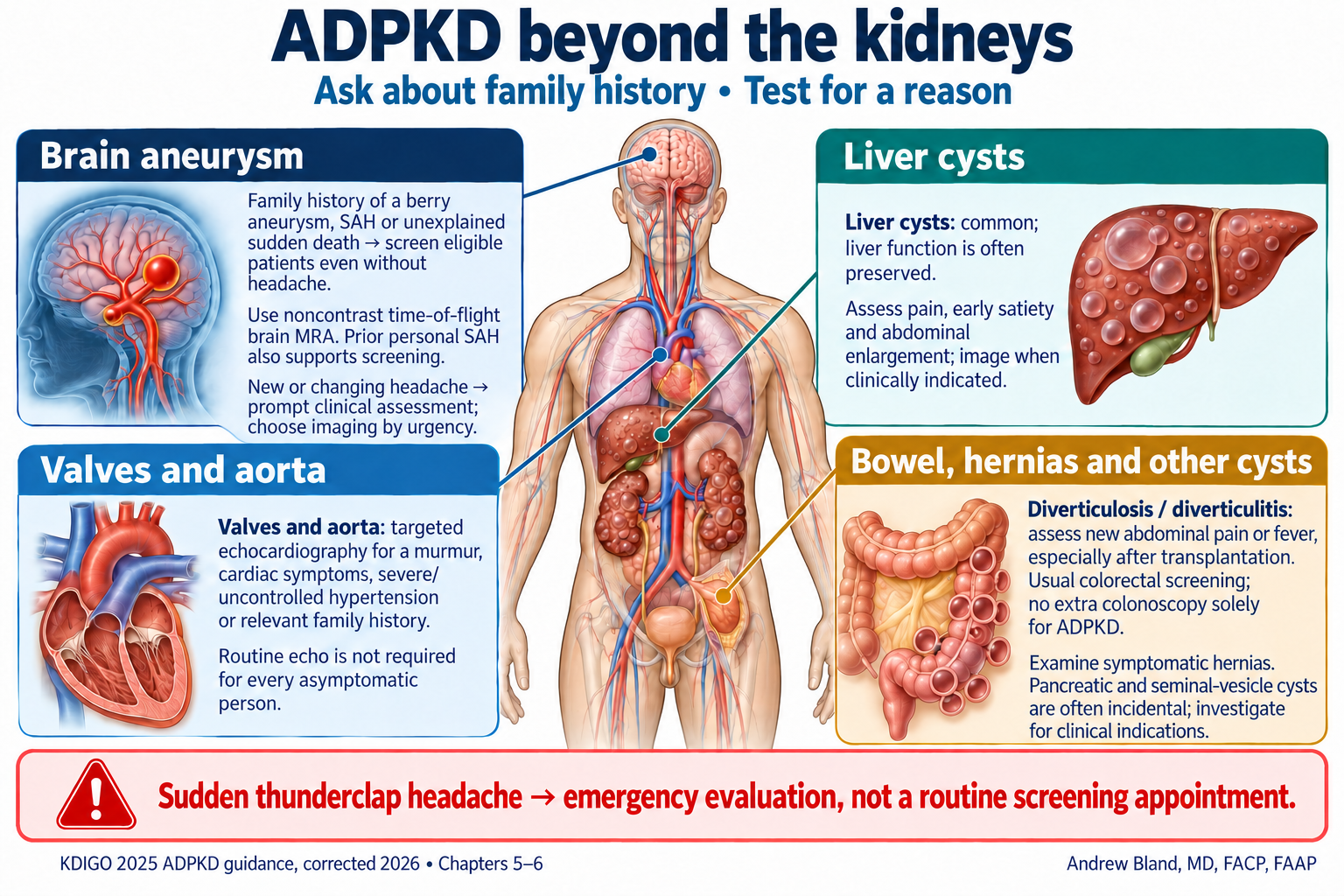 ADPKD beyond the kidneys: family history and targeted testing. Readable text and active study links follow.