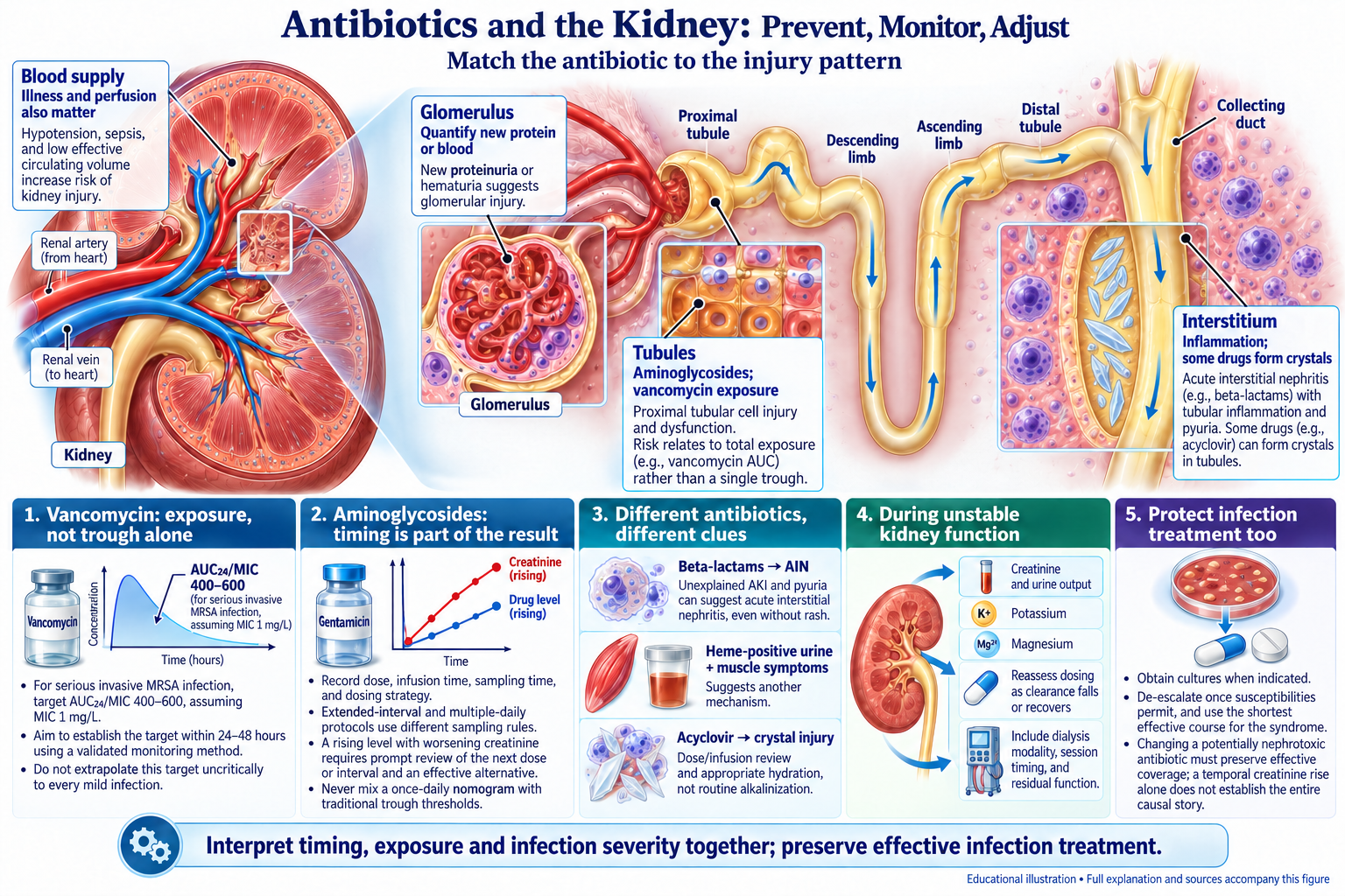 Antibiotics and the Kidney: Prevent, Monitor, Adjust visual summary