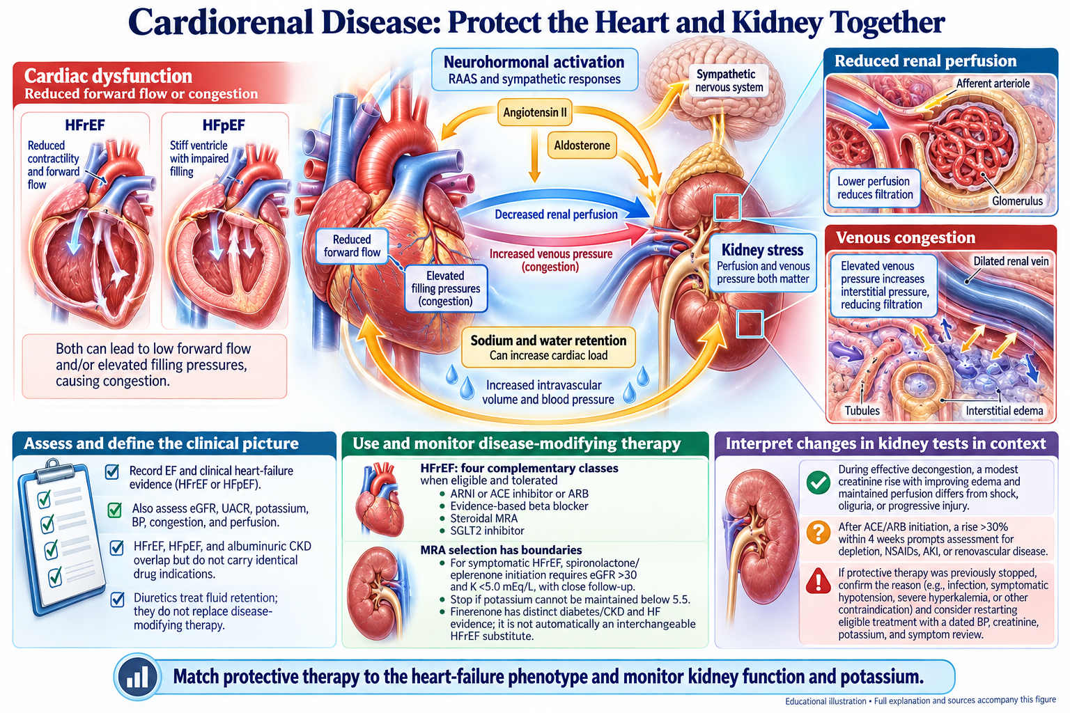 Cardiorenal Disease: Protect the Heart and Kidney Together visual summary. Open for the full image and text version.