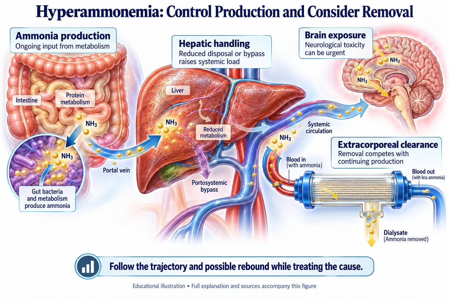 Hyperammonemia: Control Production and Consider Removal visual summary. Open for the full image and text version.