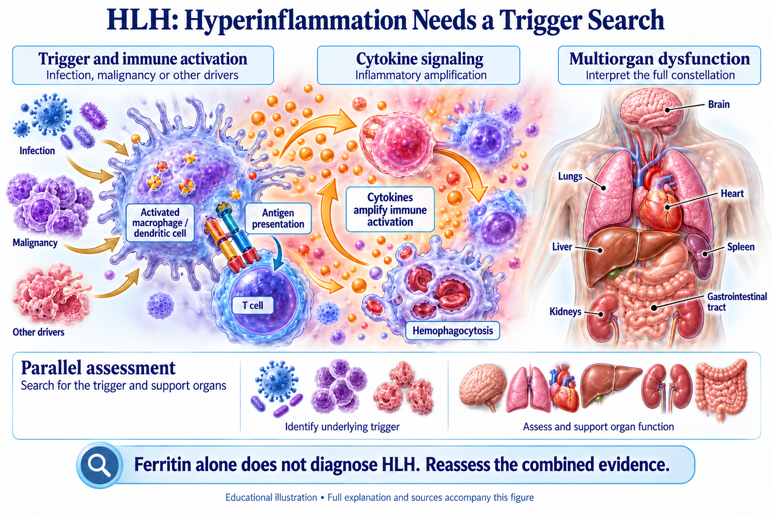 HLH: Hyperinflammation Needs a Trigger Search visual summary