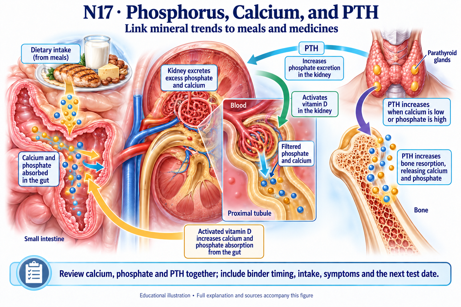 N17 · Phosphorus, Calcium, and PTH visual summary