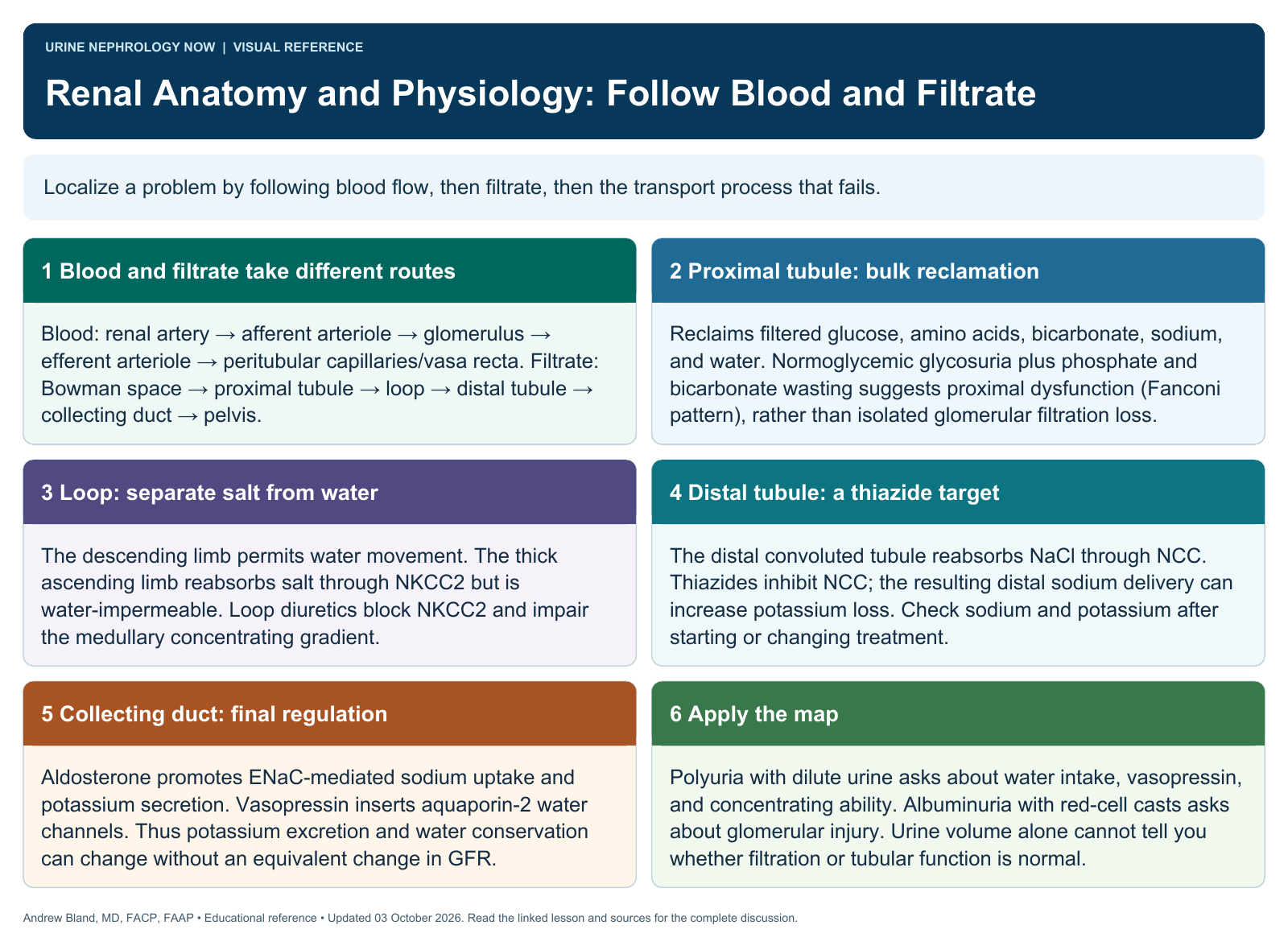Renal Anatomy and Physiology: Follow Blood and Filtrate. Full text follows below.